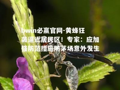 bwin必赢官网-黄蜂狂袭逼近居民区！专家：应加强防范措施防茅场意外发生